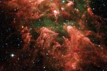 Mối nguy hiểm khi bọ ngoài hành tinh xâm nhập vào Trái đất