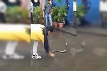 Video: Sững người xem cô gái tay không bắt rắn hổ mang chúa khổng lồ