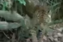 Video: Gặp con mồi "khó xơi", báo hoa mai cụp đuôi bỏ chạy 