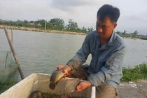 Nuôi đàn cá rô khổng lồ, lãi 400 triệu/năm