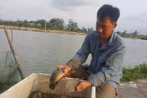 Nuôi đàn cá rô khổng lồ, lãi 400 triệu/năm