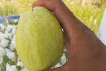 Mẹo chọn ổi giòn ngon, đảm bảo bách phát bách trúng