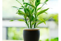 Cách trồng trúc phú quý và vị trí đặt phù hợp phong thủy