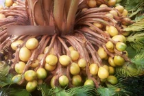 Xôn xao câu chuyện cây vạn tuế “đẻ” 400 “trứng vàng“