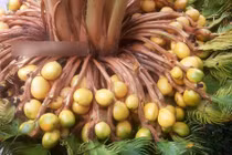 Xôn xao câu chuyện cây vạn tuế “đẻ” 400 “trứng vàng“