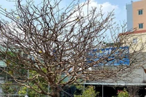 Cây mai trăm tuổi, đại gia trả giá tiền tỷ vẫn không bán