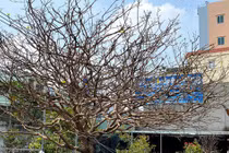 Cây mai trăm tuổi, đại gia trả giá tiền tỷ vẫn không bán