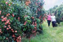 Xuất hiện vải thiều hữu cơ đóng hộp "xịn", giá 200.000 đồng 12 quả