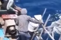 Video ngư dân phóng lao giết cá heo gây phẫn nộ
