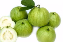 Video: ​Mắc 8 bệnh này chỉ cần ăn ổi là khỏi không cần đi viện