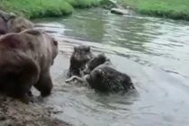 Video: Gia đình gấu đại chiến đàn sói và kết cục đẫm máu