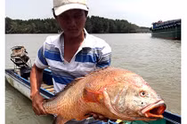 Ngư dân bắt được cá lạ 9kg nghi sủ vàng tiền tỷ