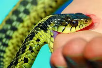 Nằm mơ bị rắn cắn báo hiệu điềm gì?