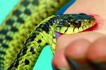 Nằm mơ bị rắn cắn báo hiệu điềm gì?