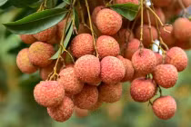 6 người tuyệt đối không nên ăn quả vải kẻo hại thân