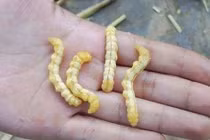 Loại sâu ở Việt Nam ví như đông trùng hạ thảo, giá cao ngất ngưởng