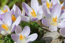 Mua vàng còn rẻ hơn 4 loại rau siêu đắt đỏ này