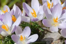 Mua vàng còn rẻ hơn 4 loại rau siêu đắt đỏ này