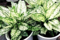 Cây ngọc ngân trong phong thủy