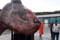 “Thủy quái” khủng 1,1 tấn khiến ngư dân mất 3 ngày để kéo lên bờ