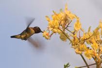 Loài động vật có xương sống nhỏ nhất thế giới