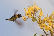 Loài động vật có xương sống nhỏ nhất thế giới