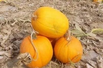 Trồng “bí đỏ không vỏ”, 9x dễ dàng kiếm tiền tỷ mỗi năm