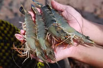 Người bán tôm chia sẻ thêm 1 nguyên liệu, tôm để tận 2 tháng vẫn tươi