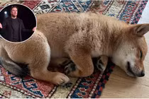 Chỉ khoe ảnh chó, Elon Musk cũng khiến một đồng tiền ảo tăng gần 1000%