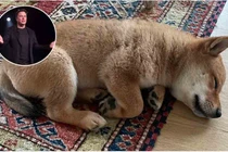 Chỉ khoe ảnh chó, Elon Musk cũng khiến một đồng tiền ảo tăng gần 1000%