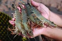 Người bán tôm chia sẻ thêm 1 nguyên liệu, tôm để tận 2 tháng vẫn tươi