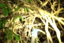 Video: Phát hiện tổ rắn hổ mang chúa trong bụi rậm