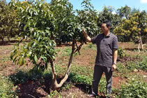 Lãi 300 triệu đồng/năm từ...vườn tiêu chết