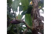 Cây chuối trổ buồng từ giữa thân, cả làng hiếu kỳ đổ xô kéo đến xem