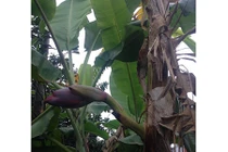 Cây chuối trổ buồng từ giữa thân, cả làng hiếu kỳ đổ xô kéo đến xem