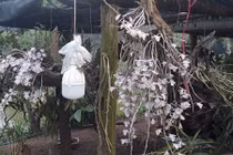 La liệt, lủng lẳng lan rừng khoe sắc trên đèo Chiềng Đông