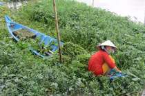 Cắm cọc treo "khơi khơi" rau dại mà cả xã chả ngại thiếu tiền tiêu