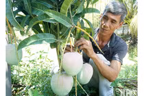 “Hóa phép” 1 cây xoài ra 2 loại trái, “bỏ ống” 90 triệu/vụ