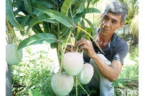 “Hóa phép” 1 cây xoài ra 2 loại trái, “bỏ ống” 90 triệu/vụ