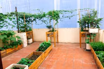 Vườn rau trồng trong thùng gỗ xanh mướt trên sân thượng của gia đình Sài Gòn