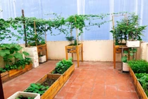 Vườn rau trồng trong thùng gỗ xanh mướt trên sân thượng của gia đình Sài Gòn