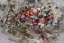 Những thứ “độc và sắc” trong bụng chim biển khiến con người giật mình