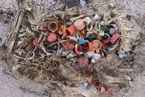 Những thứ “độc và sắc” trong bụng chim biển khiến con người giật mình