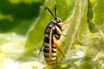 Nhìn thì cứ tưởng là ong bắp cày , nhưng chỉ là một loài bướm đêm