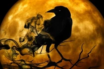 Con vật dẫn vận xui vào nhà, đi tới đâu cũng mang vận đen tới đó