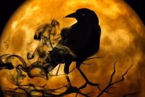 Con vật dẫn vận xui vào nhà, đi tới đâu cũng mang vận đen tới đó