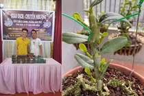 Cảnh giác với những thương vụ mua bán lan bạc tỷ 