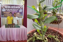 Cảnh giác với những thương vụ mua bán lan bạc tỷ 