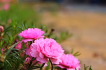 Vay mẹ đẻ 500 triệu đưa cho mẹ chồng!