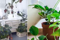 4 lỗi sai trầm trọng khi trồng cây trong nhà cần bỏ kẻo hao tài của